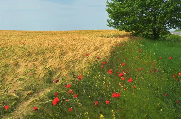 Bunte Rote Mohnblumen Auf Dem Feld Sommer — Stockfoto