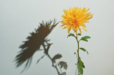 Soyut Bir Kasımpatı Morifolium ve Gölge