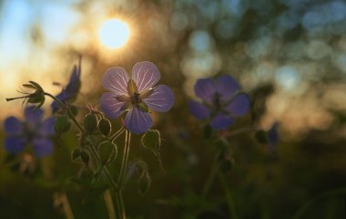 Geranium Çayırı 'nın Sabah Kapanışı Mavi Çiçek Tarlalarda