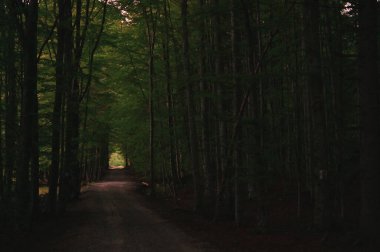 Yaz zamanı Karanlık Orman yolu