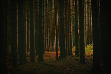 Ormanda düz ağaçlar Yazın güneş ışığı