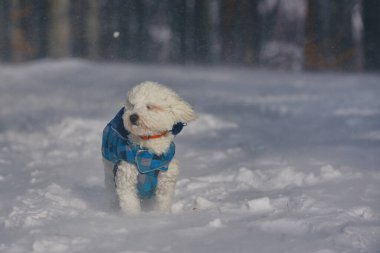 Ormanda kar fırtınasında oturan Malta köpeği