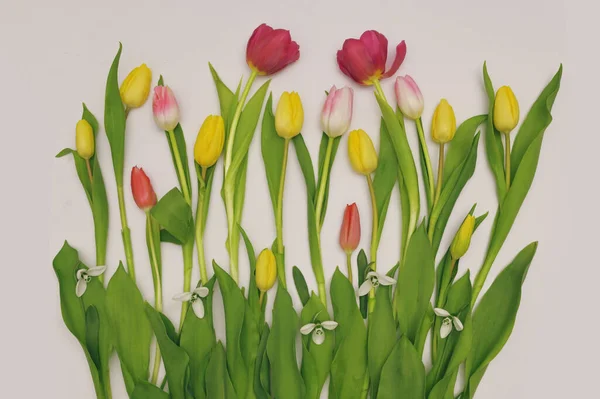Tulpen Und Schneeglöckchen Isoliert Auf Weißem Papier Hintergrund Stockbild