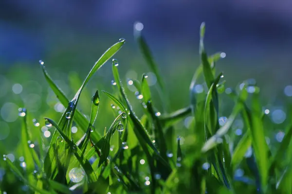 Closeup Dew Drops Close Spring Grass Stock Photo