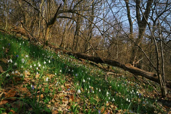 朝の春の森でスノードロップを閉じる ストック写真