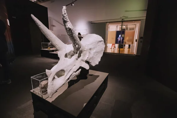 Luglio 2022 Munster Germania Ossa Fossilizzate Triceratop Nel Museo Storia — Foto Stock