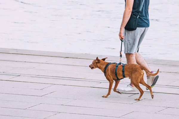 Han Rastar Sin Hund Stadsparken Vänskap Och Husdjur Livsstil — Stockfoto