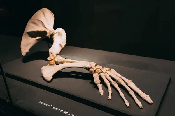 Juli 2022 Naturhistorisches Museum Münster Beispiel Der Anatomie Von Gliedmaßen — Stockfoto