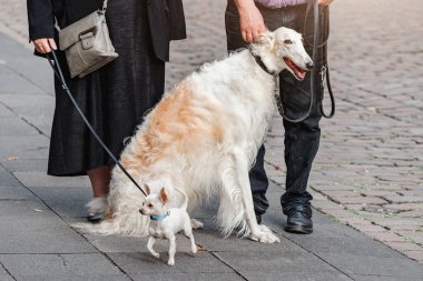 Bir aile, büyük bir Rus tazısını ve küçük bir köpeği şehir caddesinde gezdirir. Farklılıklar ve üreme kavramı