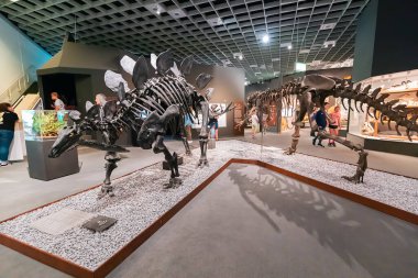 26 Temmuz 2022, Munster Doğal Tarih Müzesi, Almanya: Jurasik ve Kretase Dönemi 'nin korkutucu Stegosaurus dinozor iskeletleri sergisi