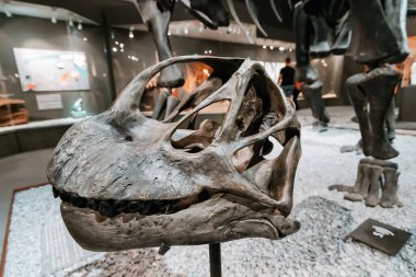 26 Temmuz 2022, Munster Doğal Tarih Müzesi, Almanya: Sergide Camarasaurus sauropod dinozor kafatası, bilimsel keşifleri ve evrim teorisini göstermektedir.