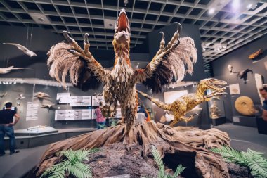 26 Temmuz 2022, Munster Doğal Tarih Müzesi, Almanya: tüylü Velociraptor veya deinonychus. Tüyler, kuşların ataları olarak dinozorların ayırt edici özellikleridir.