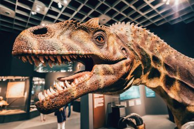 26 Temmuz 2022, Munster Doğal Tarih Müzesi, Almanya: Doğal Tarih Müzesinde Allosaurus dinozor modeli