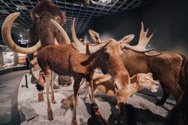 26 Temmuz 2022, Munster, Almanya: Doğa Tarihi Müzesi 'nin salonunda bir sürü korkutucu doldurulmuş hayvan