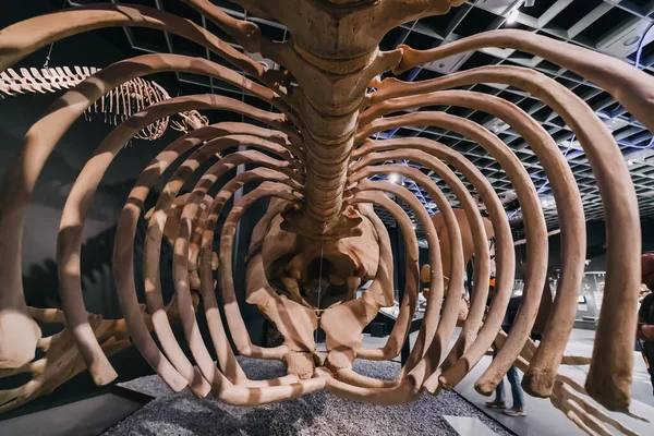 2022年7月26日 德国蒙斯特自然历史博物馆 博物馆内的水下和水生海洋大型掠食性恐龙骷髅 — 图库照片
