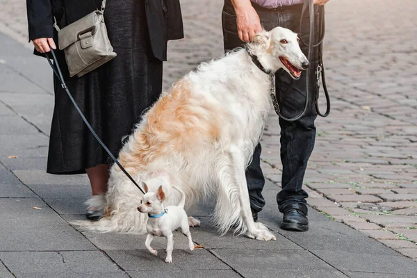 Una Familia Pasea Gran Galgo Ruso Perro Pequeño Una Calle — Foto de Stock