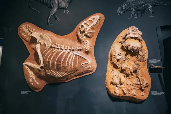 Julho 2022 Munster Natural History Museum Alemanha Exposição Esqueletos Dinossauros — Fotografia de Stock