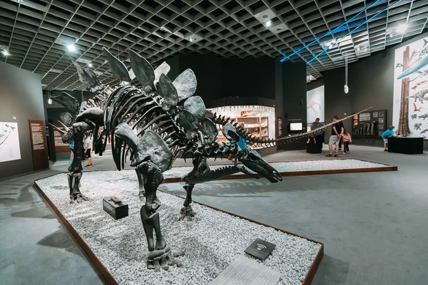 Červenec 2022 Přírodovědecké Muzeum Munsteru Německo Výstava Hrůzostrašných Dinosauřích Kostlivců — Stock fotografie