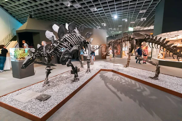 Июля 2022 Года Мюнстерский Музей Естественной Истории Германия Выставка Ужасающих — стоковое фото