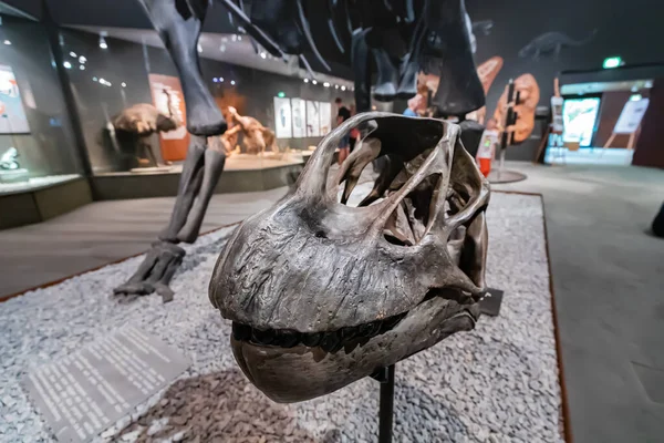 Julio 2022 Museo Historia Natural Munster Alemania Cráneo Dinosaurio Saurópodo —  Fotos de Stock
