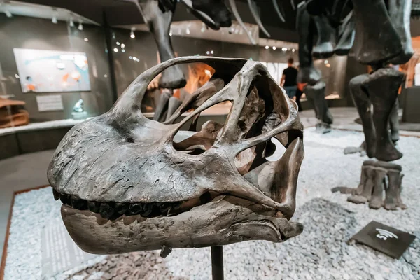 Temmuz 2022 Munster Doğal Tarih Müzesi Almanya Sergide Camarasaurus Sauropod — Stok fotoğraf