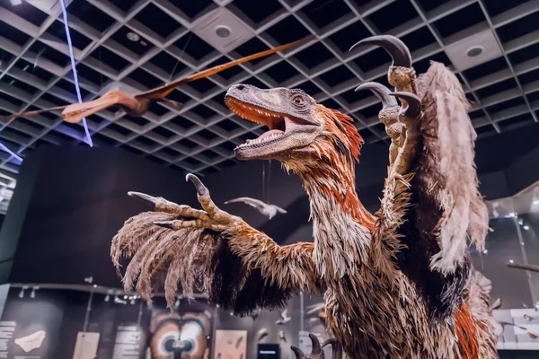 Juli 2022 Naturkundemuseum Münster Velociraptor Oder Deinonychus Mit Gefieder Federn — Stockfoto