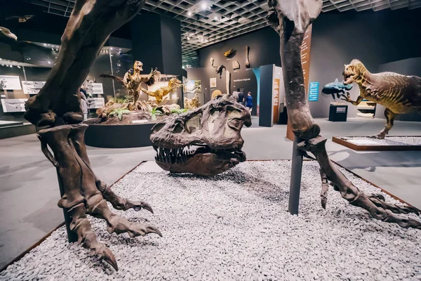 Julio 2022 Museo Historia Natural Munster Alemania Exposición Aterradores Esqueletos —  Fotos de Stock