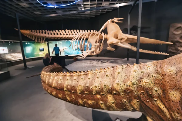 Июля 2022 Года Мюнстерский Музей Естественной Истории Германия Скелеты Подводных — стоковое фото