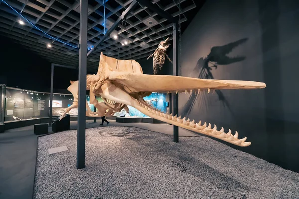 Июля 2022 Года Мюнстерский Музей Естественной Истории Германия Скелеты Подводных — стоковое фото