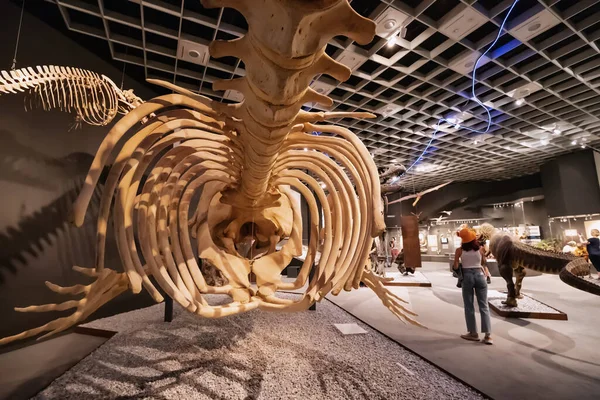 Липня 2022 Музей Природної Історії Манстера Німеччина Скелети Підводного Водного — стокове фото