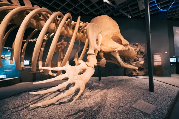 Juillet 2022 Musée Histoire Naturelle Munster Allemagne Squelettes Énormes Dinosaures — Photo