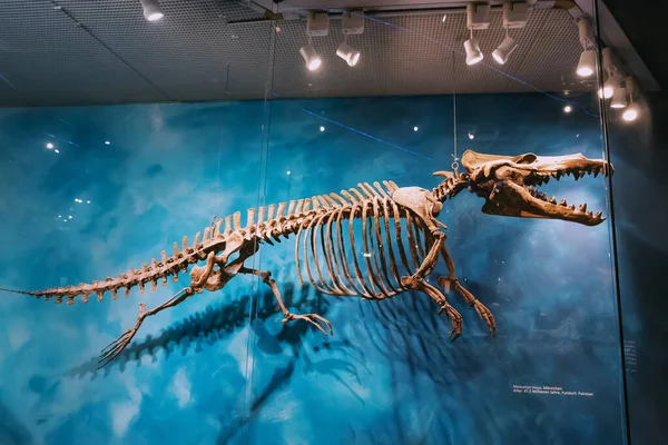 2022年7月26日 德国蒙斯特自然历史博物馆 水底和水生海洋巨龙或母鲸捕食恐龙的骷髅 — 图库照片