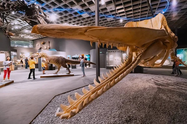 Julio 2022 Munster Natural History Museum Alemania Esqueletos Dinosaurios Depredadores — Foto de Stock