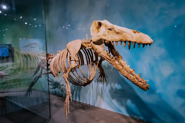 2022年7月26日 德国蒙斯特自然历史博物馆 水底和水生海洋巨龙或母鲸捕食恐龙的骷髅 — 图库照片
