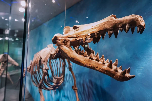 Июля 2022 Года Мюнстерский Музей Естественной Истории Германия Скелет Подводных — стоковое фото