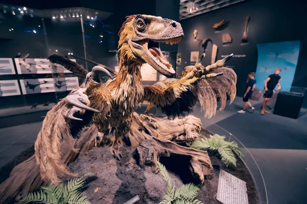 2022年7月26日 德国蒙斯特自然历史博物馆 滑翔机 Velociraptor 羽毛可能是恐龙作为鸟类祖先的显著特征 — 图库照片