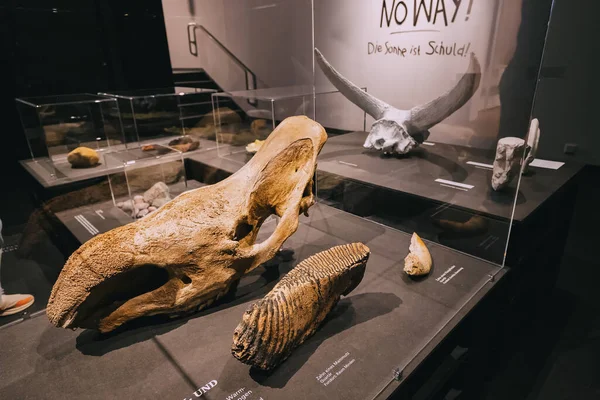 Červenec 2022 Munster Německo Fosilní Kosti Mamutů Jiné Vyhynulé Zkameněliny — Stock fotografie