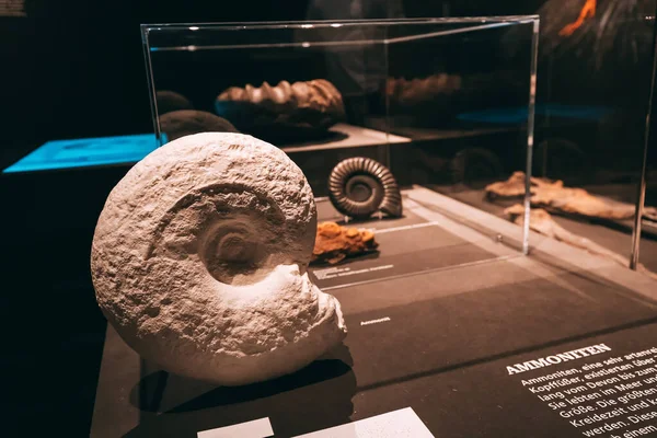 Ιουλίου 2022 Munster Γερμανία Απολιθωμένα Απομεινάρια Κελύφους Αμμωνίτη Στο Μουσείο — Φωτογραφία Αρχείου