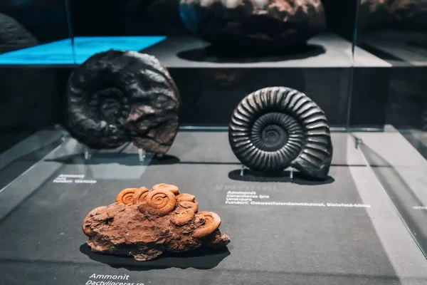 Juli 2022 Münster Versteinerte Überreste Einer Ammoniten Muschel Lwl Museum — Stockfoto