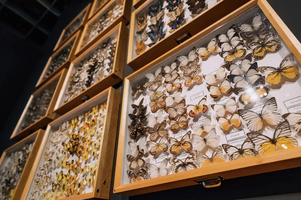 Julio 2022 Munster Alemania Colección Mariposas Expuesta Museo Entomología Concepto —  Fotos de Stock