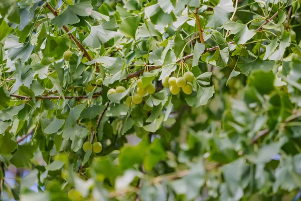 Ginkgo tree with fruits - widely used in alternative medicine and healthy lifestyle