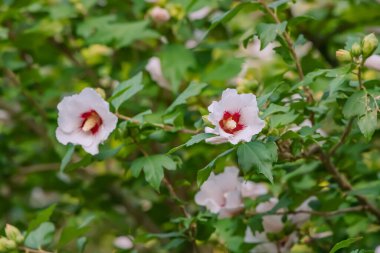Bu arada Colchicum cilicicum yaygın adı Tenore güz güz tarlası. Şehir parkında çiçek açıyor.
