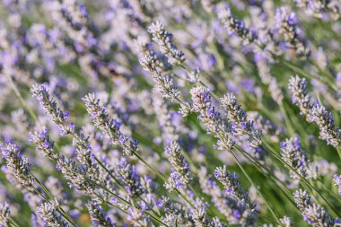 Yaz mevsiminde lavanta tarlası. Aromaterapi ilacı ve sakin bir geçmişi var.