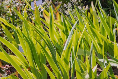 Botanik bahçesindeki bir çayırda çimler. Çim alan kavramı