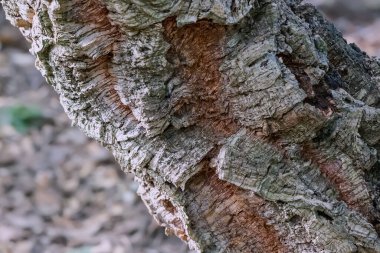 Bir mantar ağacının alışılmadık kabuğu, şarap şişelerini kapatmak için mantar yapımında yaygın olarak kullanılır.