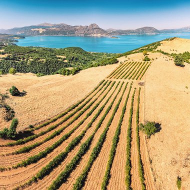 Arka planda Egirdir Gölü olan lavanta ve tarımsal çalı tarlaları. Hava görünümü