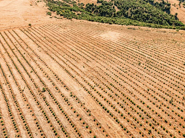 農業プランテーションの空中ビュー 干ばつと乾燥した気候 — ストック写真