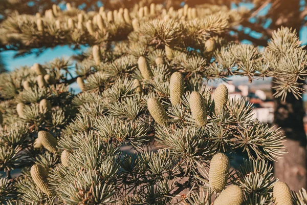 송곳니 나무의 어린싹 과푸른 원추형 — 스톡 사진