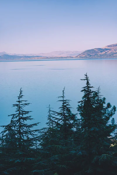 Краєвид Хвойними Деревами Національному Парку Біля Озера — стокове фото