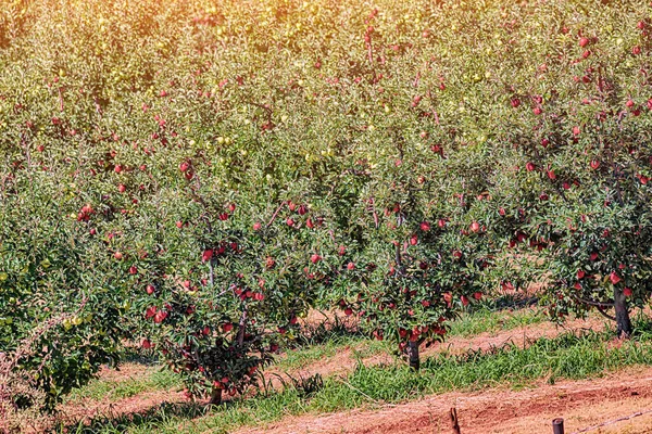 Apple plantations on a farm with a rich harvest. Agriculture and eco organic fruits